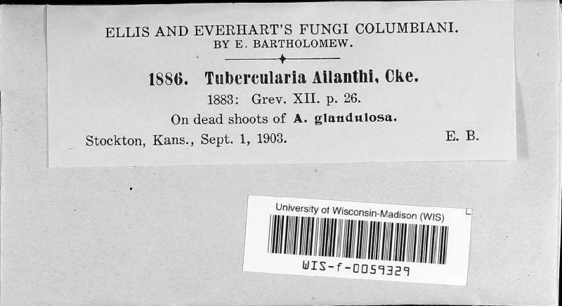 Tubercularia ailanthi image