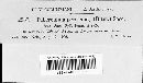 Tuberculina persicina image