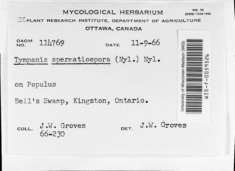Tympanis spermatiospora image