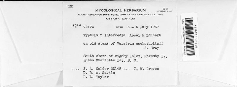 Typhula intermedia image