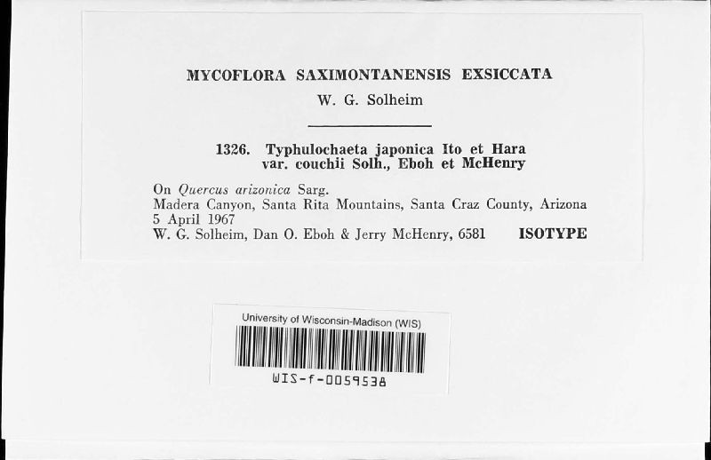 Typhulochaeta japonica var. couchii image