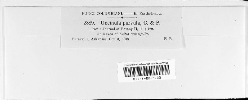 Uncinula parvula image