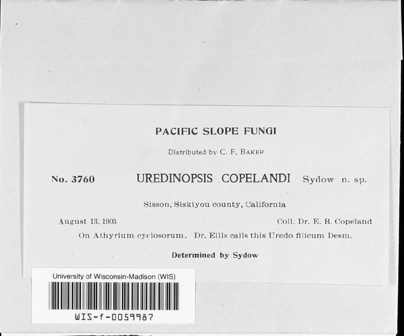 Uredinopsis copelandii image