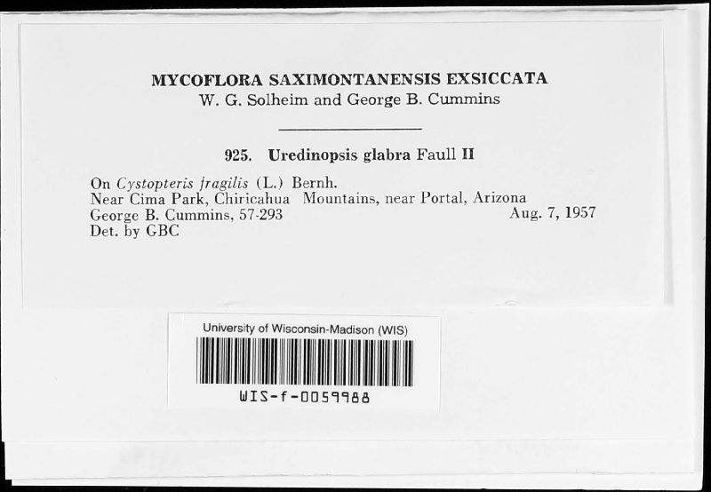 Uredinopsis glabra image