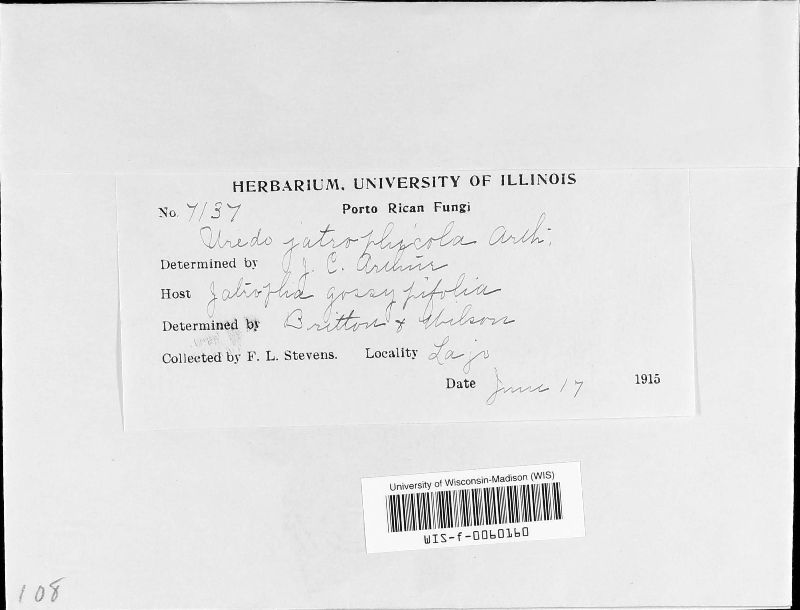 Phakopsora jatrophicola image