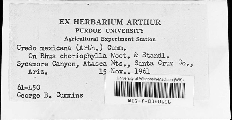 Uromyces propinquus image