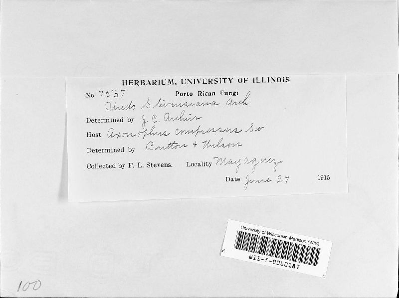 Uredo stevensiana image