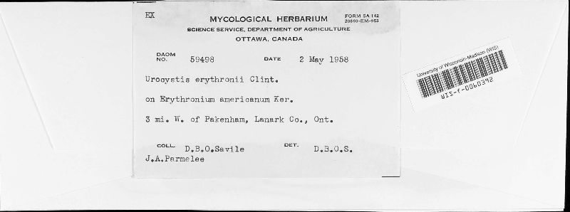 Urocystis erythronii image