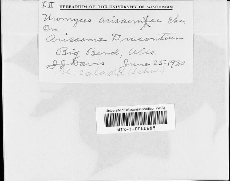 Uromyces arisaemae image