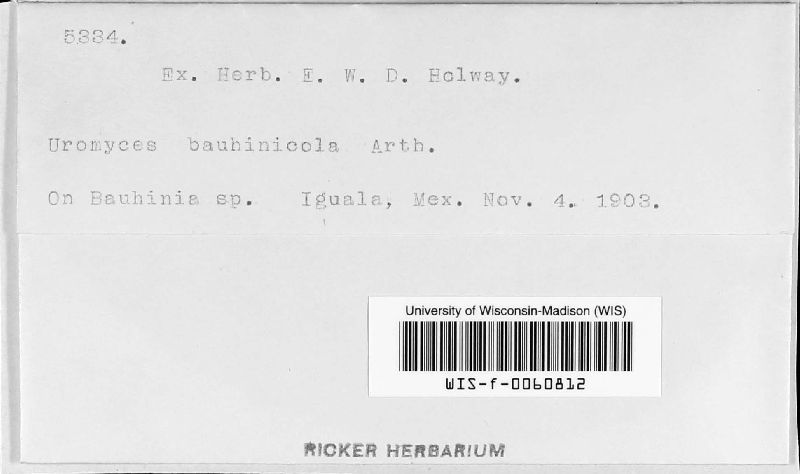 Uromyces bauhinicola image