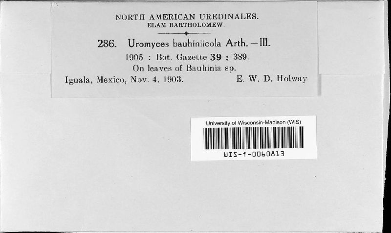 Uromyces bauhiniicola image