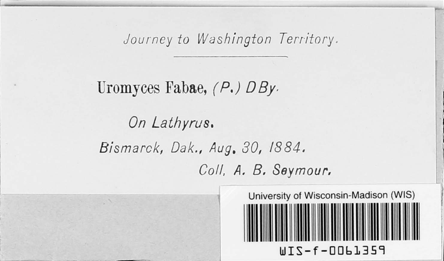 Uromyces fabae image