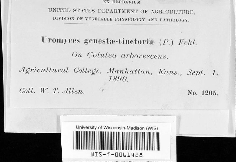Uromyces genistae-tinctoriae image