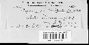 Image of Uromyces genistae-tinctoriae