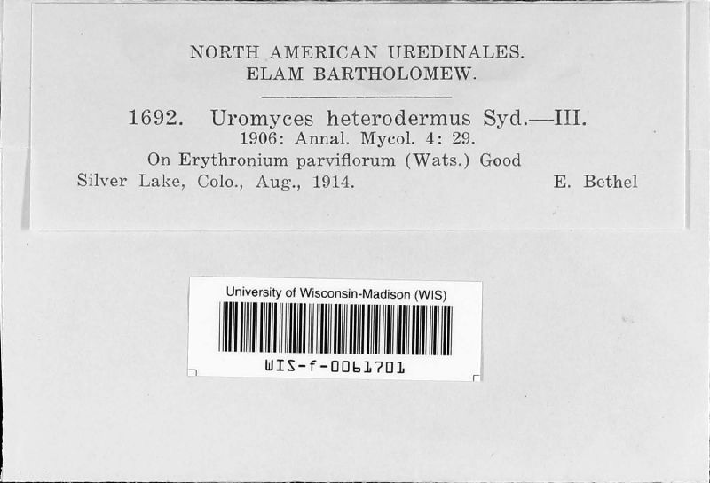 Uromyces heterodermus image