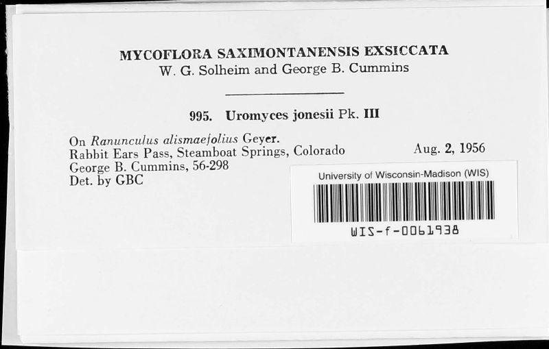 Uromyces jonesii image