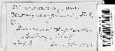 Uromyces junci image