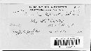 Uromyces junci image