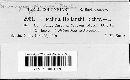 Uromyces junci image