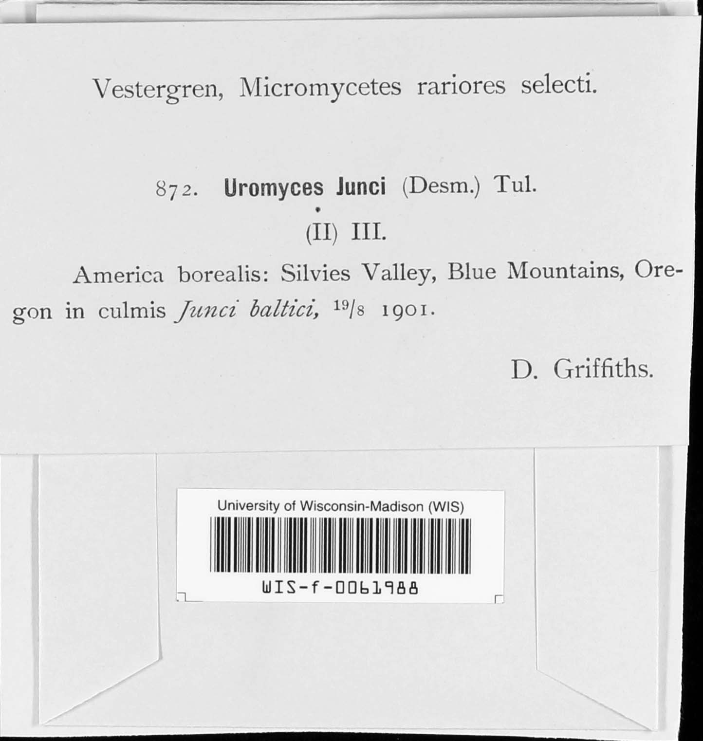 Uromyces junci image