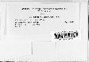 Uromyces junci image