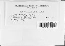 Uromyces junci image