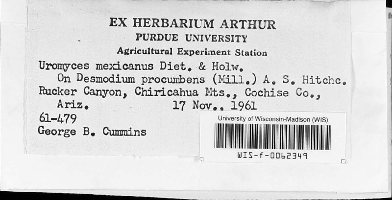 Uromyces mexicanus image