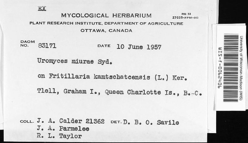 Uromyces miurae image