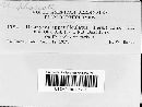 Uromyces phaseoli image