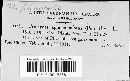 Uromyces phaseoli image