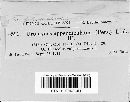 Uromyces phaseoli image