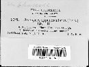 Uromyces phaseoli image