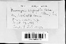Uromyces phaseoli image