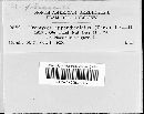 Uromyces phaseoli image