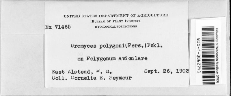 Uromyces polygoni-avicularis image
