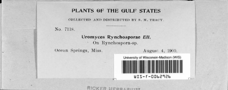 Uromyces rhynchosporae image