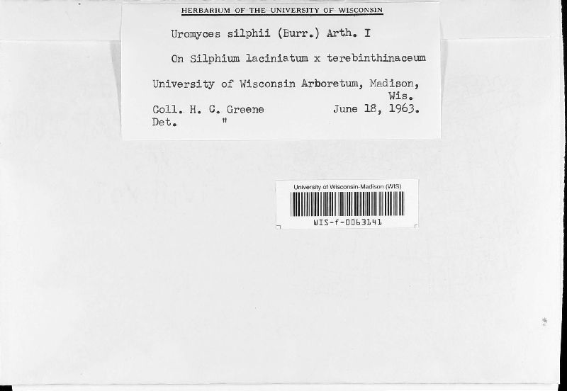 Uromyces silphi image