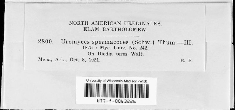 Uromyces spermacoces image