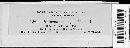 Uromyces striatus image