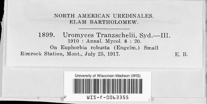 Uromyces tranzschelii image