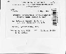 Uromyces viciae-fabae image