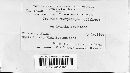 Uropyxis amorphae image