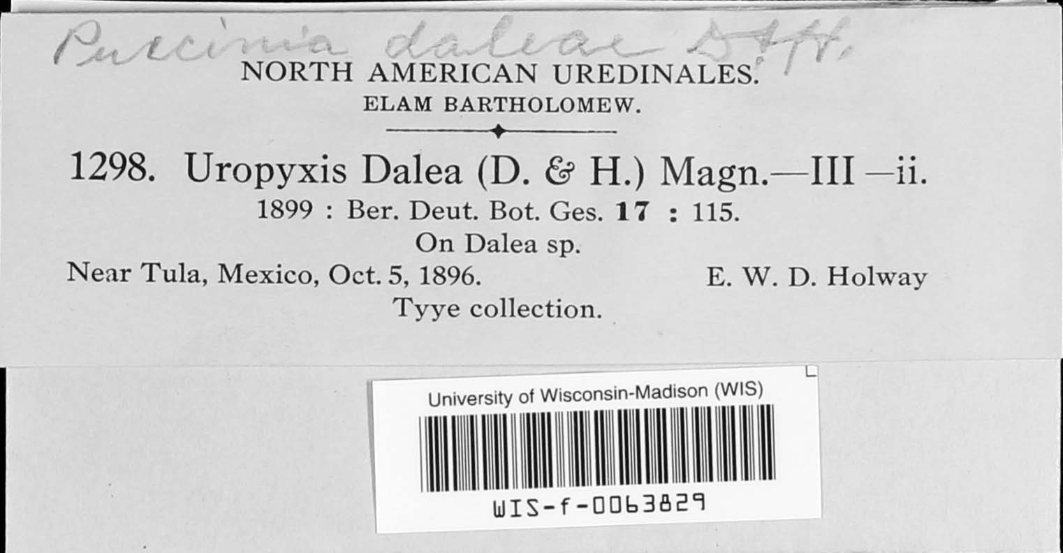 Uropyxis daleae image