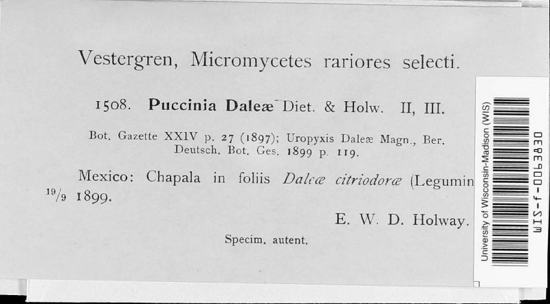 Uropyxis daleae image