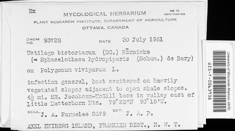 Microbotryum bistortarum image