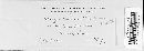 Ustilago bullata image
