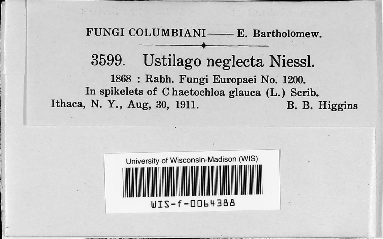 Macalpinomyces neglectus image
