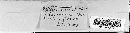Macalpinomyces neglectus image