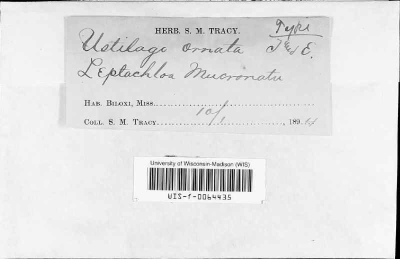 Ustilago ornata image