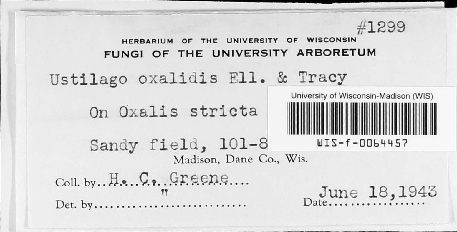 Thecaphora oxalidis image